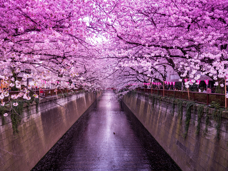 Cherry Blossom at Meguro River in Tokyo, Japan