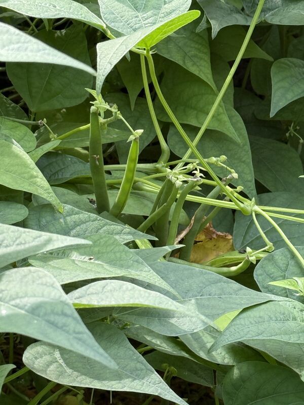 Green beans on the vine