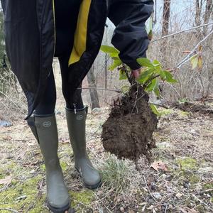 Beginning to Nativize