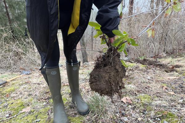 Beginning to Nativize