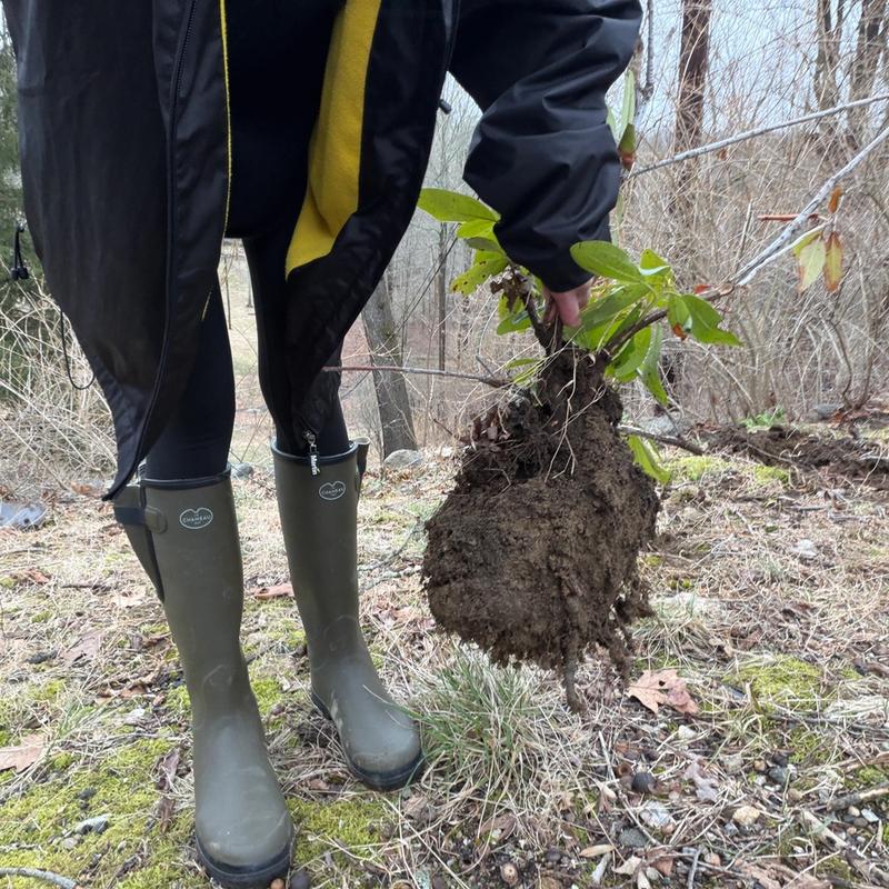 Beginning to Nativize