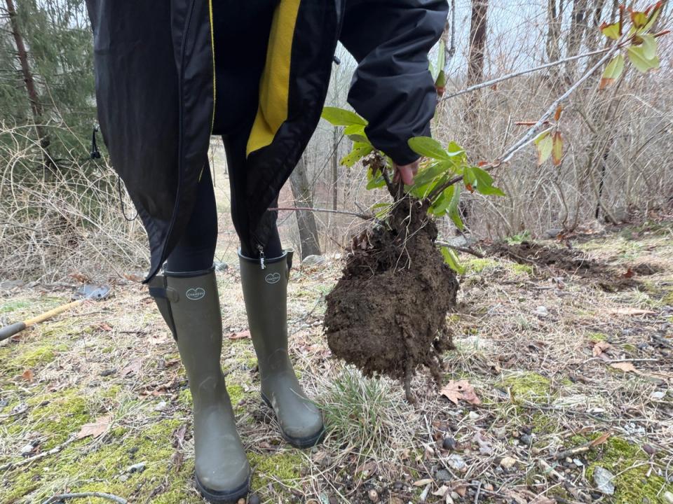 Beginning to Nativize