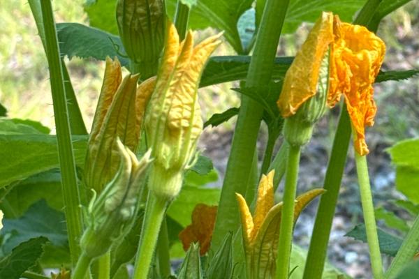 Fried Zucchini Flowers