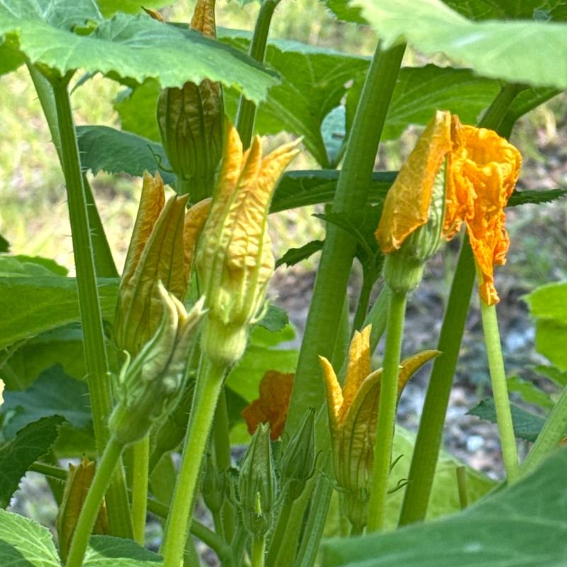 Fried Zucchini Flowers