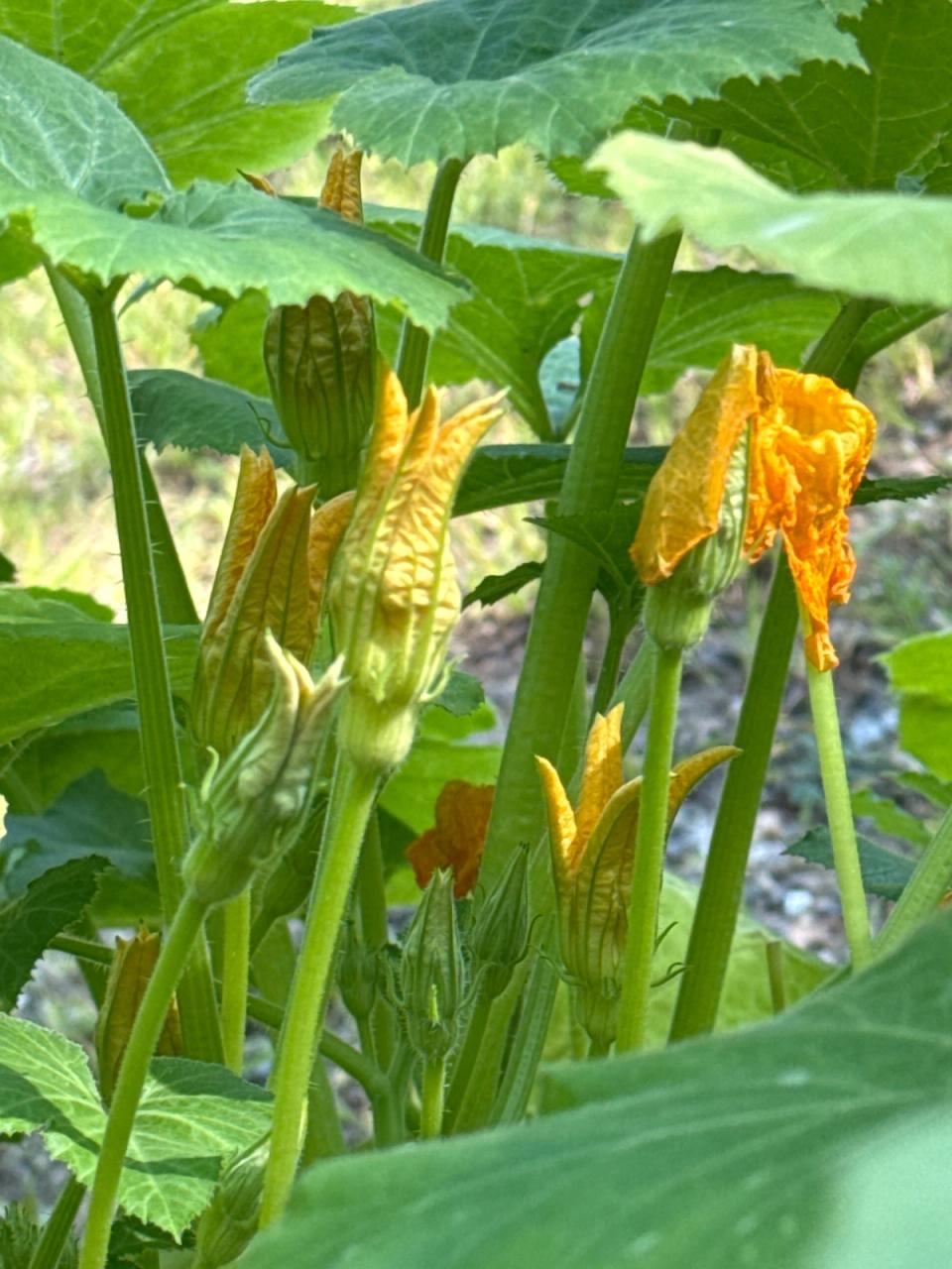 Fried Zucchini Flowers