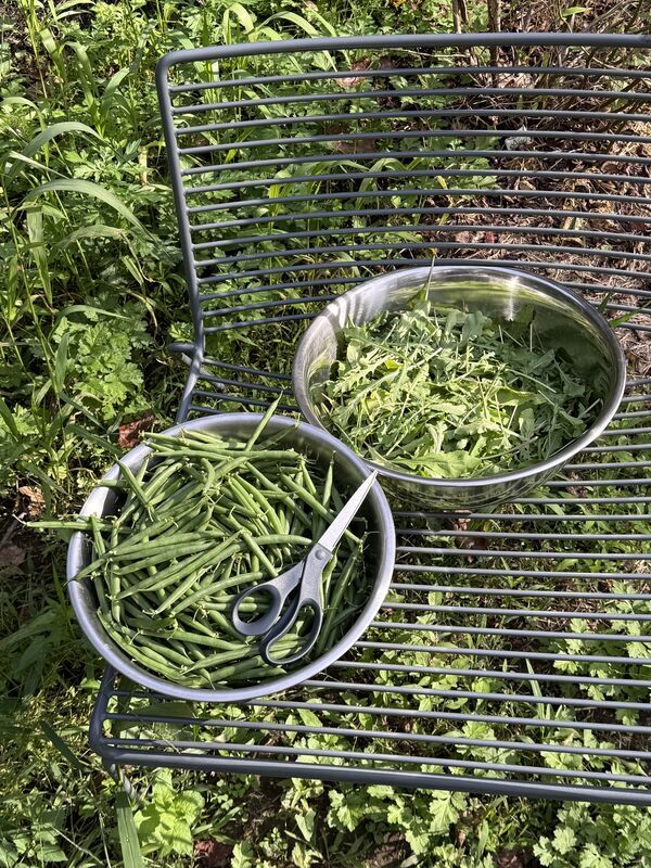 Bowls of freshly picked green beans and greens