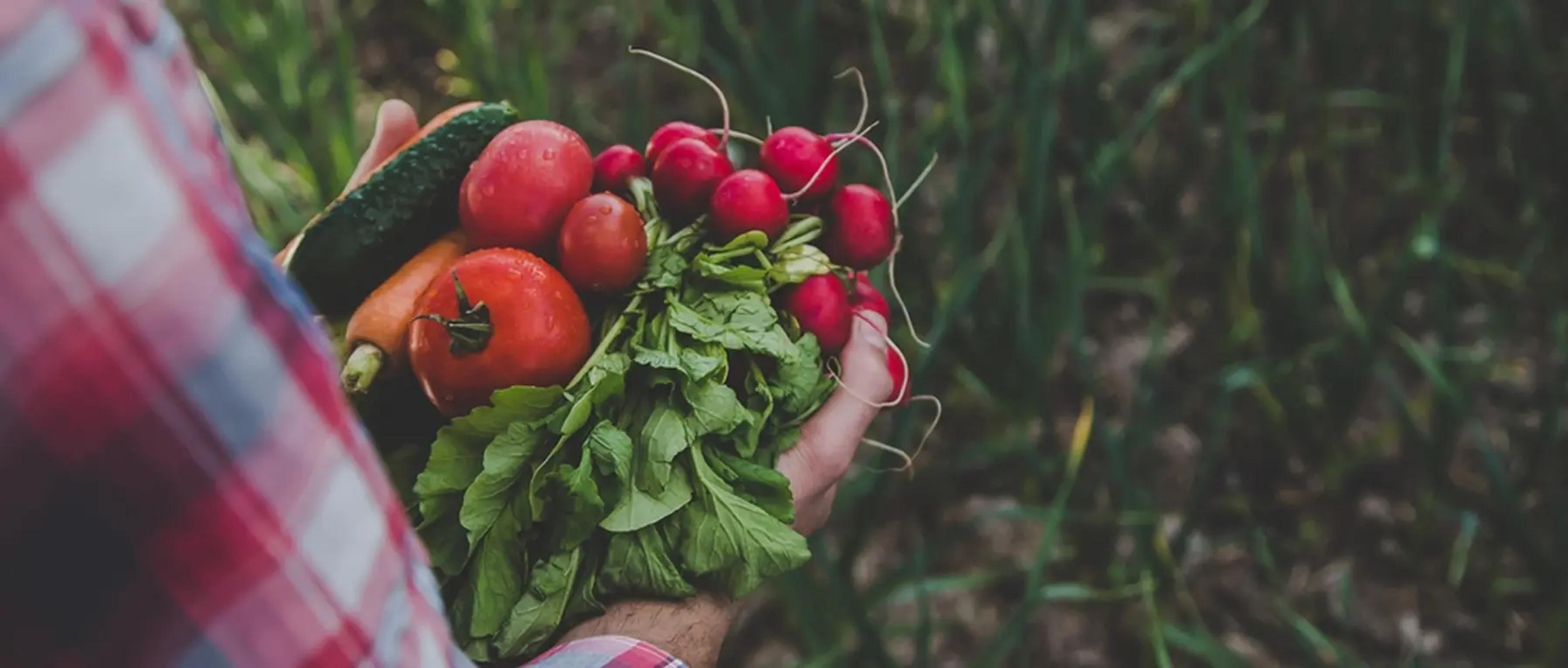 From an Organic Idea to a Knowledge Platform People Trust case study