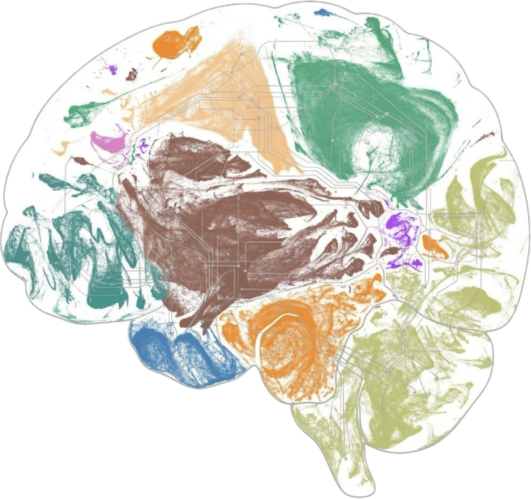 Single-cell map of the brain coloured by cell type