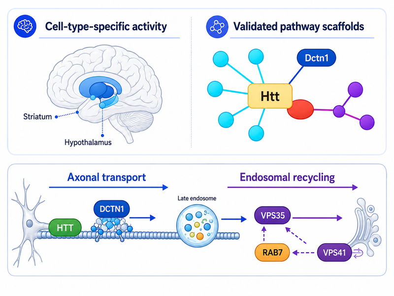 Neurodegeneration-linked genes converge on transport and endolysosomal pathways