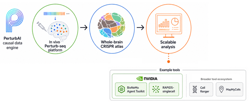 From in vivo perturb-seq to scalable analysis