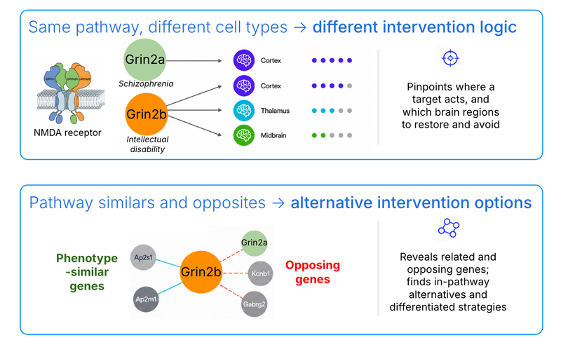 Grin2a and Grin2b reveal divergent NMDA receptor biology in vivo