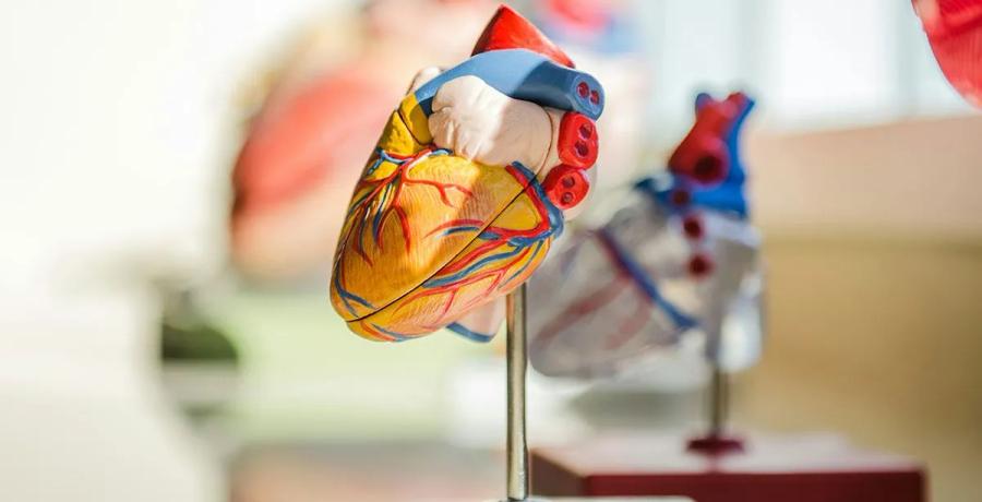 Anatomical model of a human heart