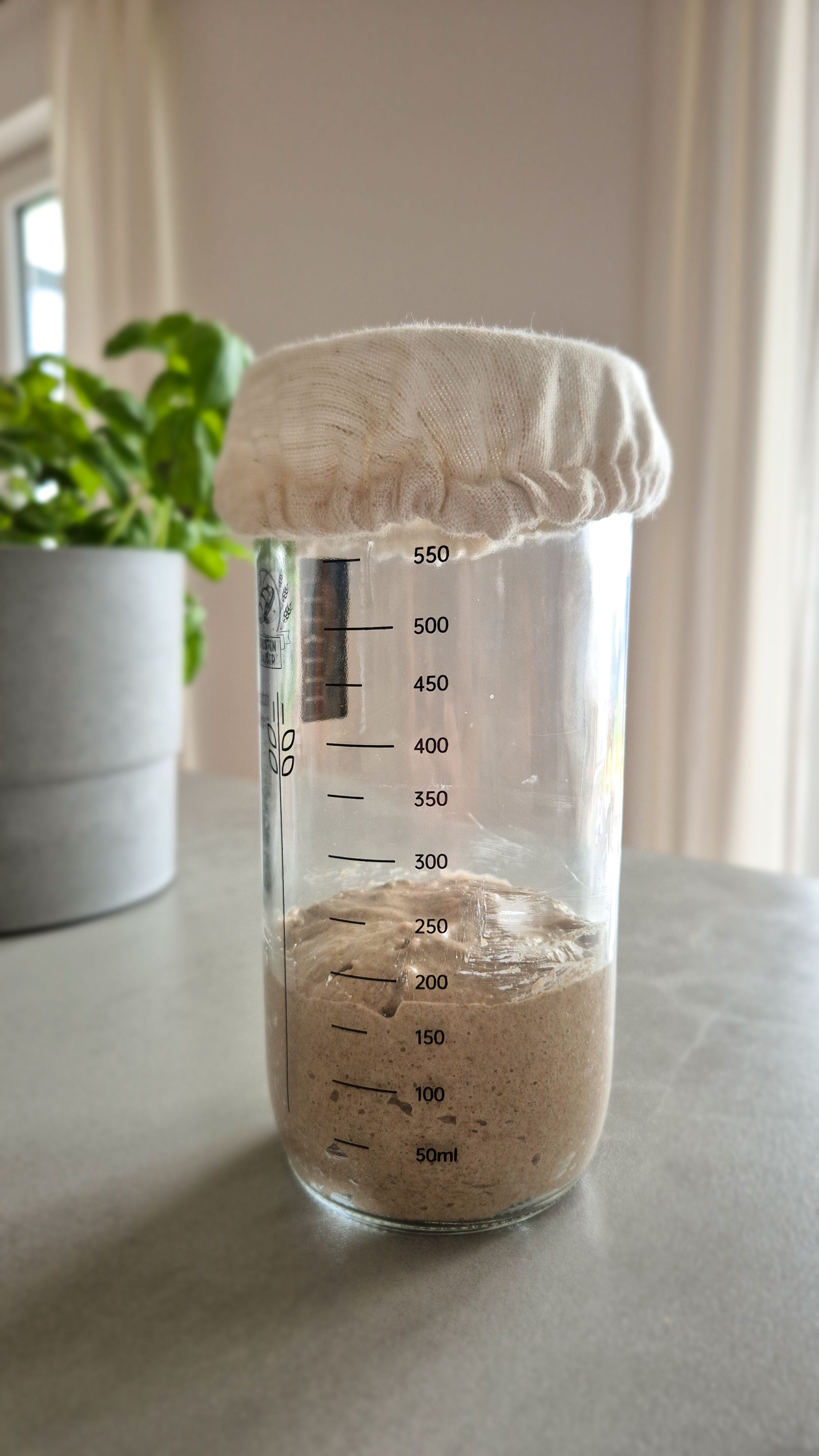 Sauerteig-Starter für Anfänger mit Roggenvollkorn