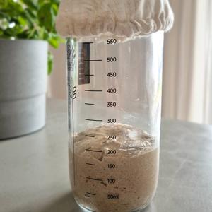 Sauerteig-Starter für Anfänger mit Roggenvollkorn