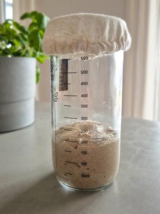 Sauerteig-Starter für Anfänger mit Roggenvollkorn