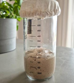 Sauerteig-Starter für Anfänger mit Roggenvollkorn