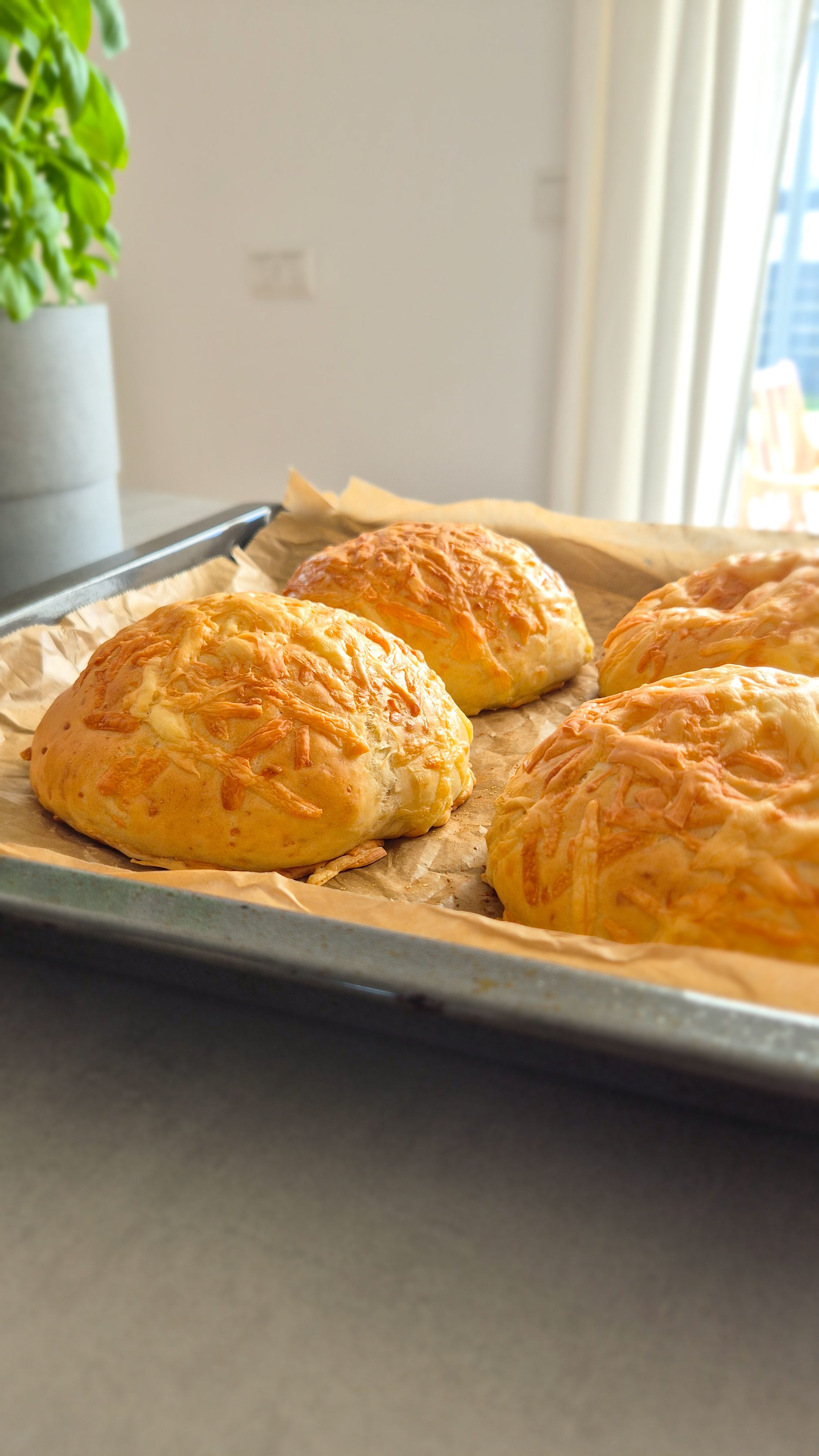 Selbstgebackene weiche Käsebrötchen frisch aus dem Ofen auf einem Blech.