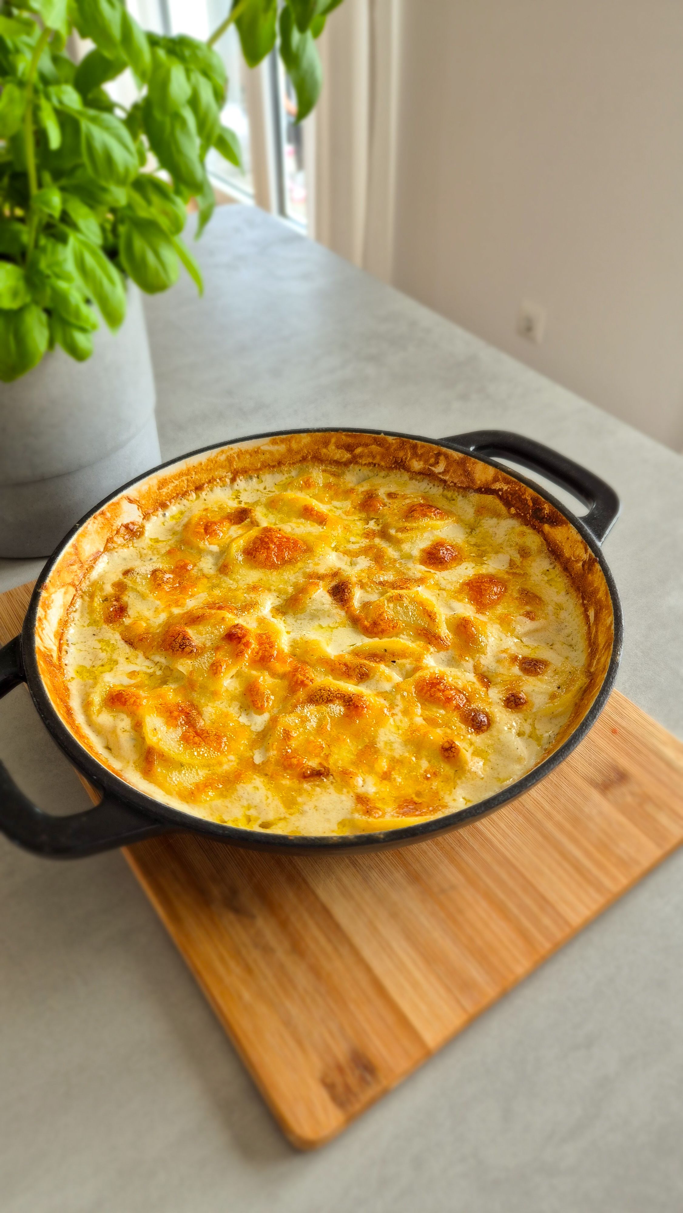 Cremiges Kartoffelgratin mit Käse