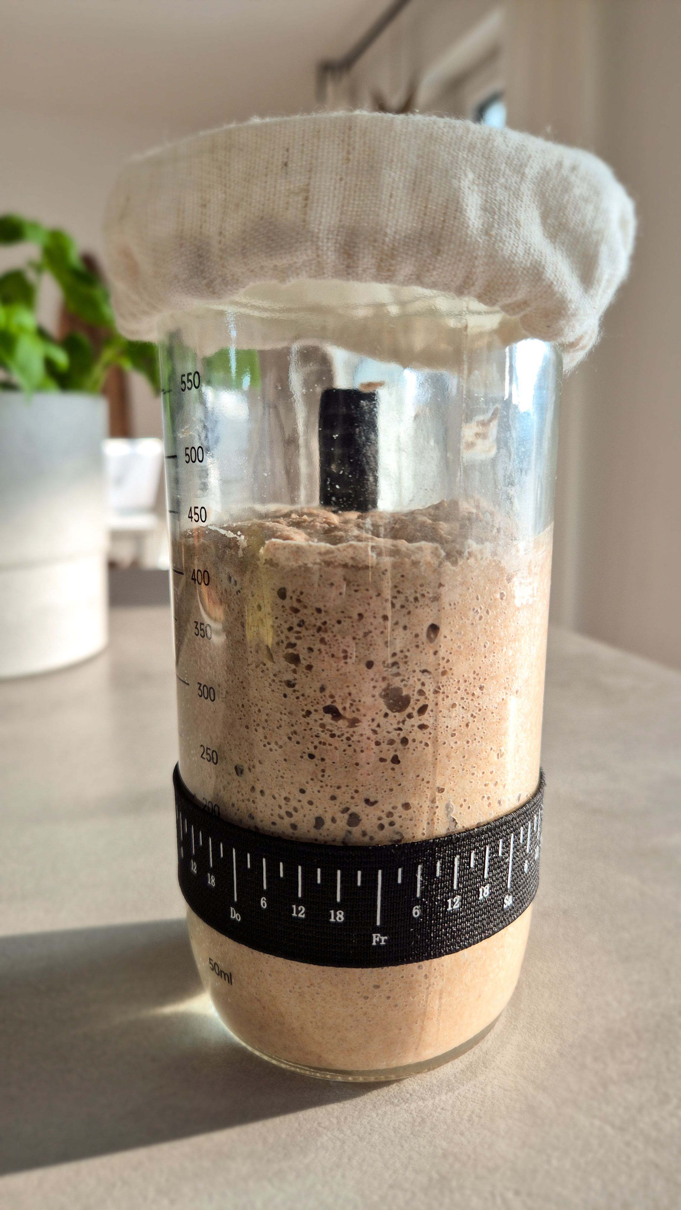 Sauerteig-Starter für Anfänger mit Roggenvollkorn - Thumbnail 4