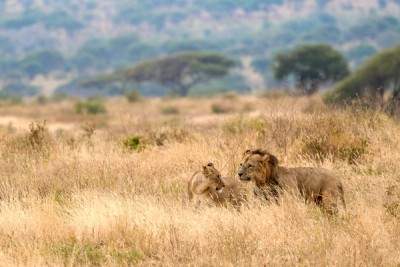 Lions On Their Honeymoon