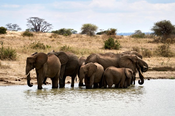 Elephants in the water