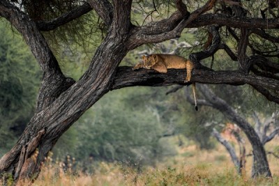 Lion in a Tree