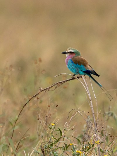 Colourful Bird