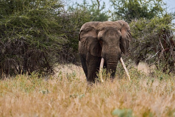 Elephant with long tusks