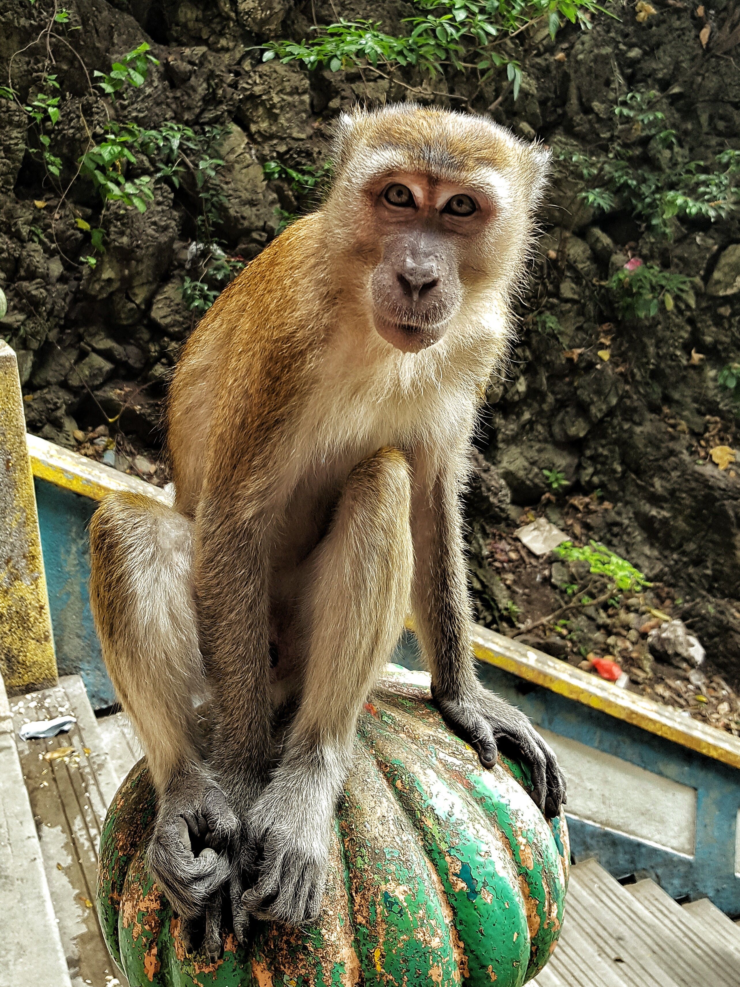 Monkey at the Batu Caves, Malaysia