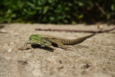 Wall Lizard in Italy