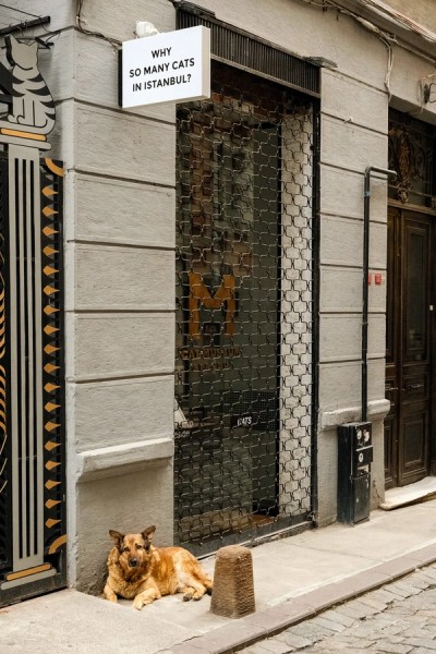 Street Dog Istanbul