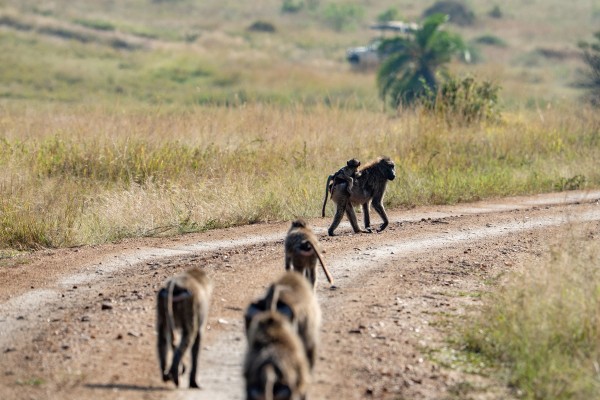 Monkeys walking on a road