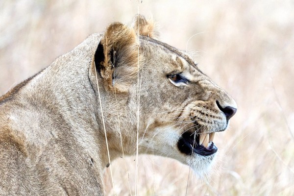 Lioness Close Up