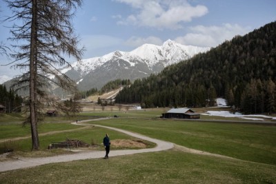 Alpine Meadow Wildflowers