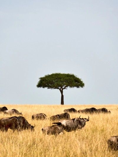 Wildebeest Grazing Acacia Tree