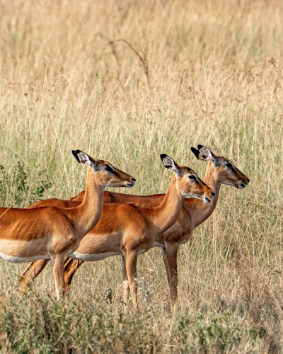 Impalas