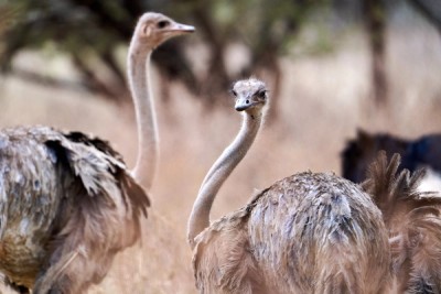 Female Ostriches