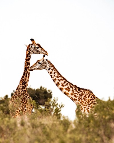 Giraffes