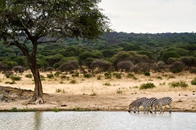 Zebras Drinking