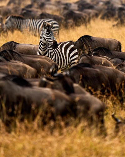 Zebra Among Wildebeest