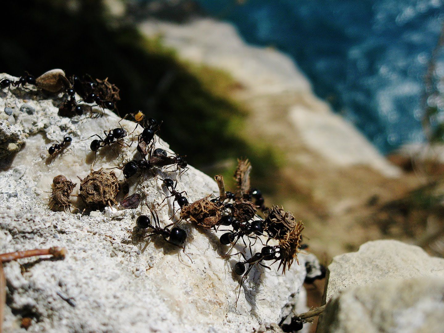 Ants on Rock Face in Split, Croatia