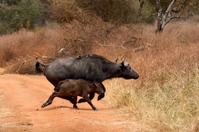 African Buffalo Motion