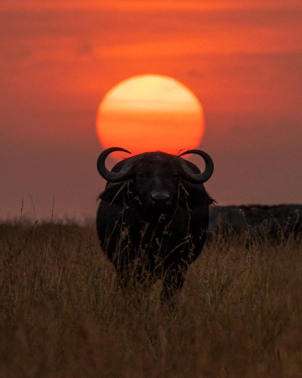 Buffalo Silhouette Sunset