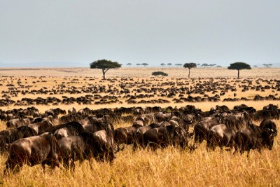 Wildebeest Grazing