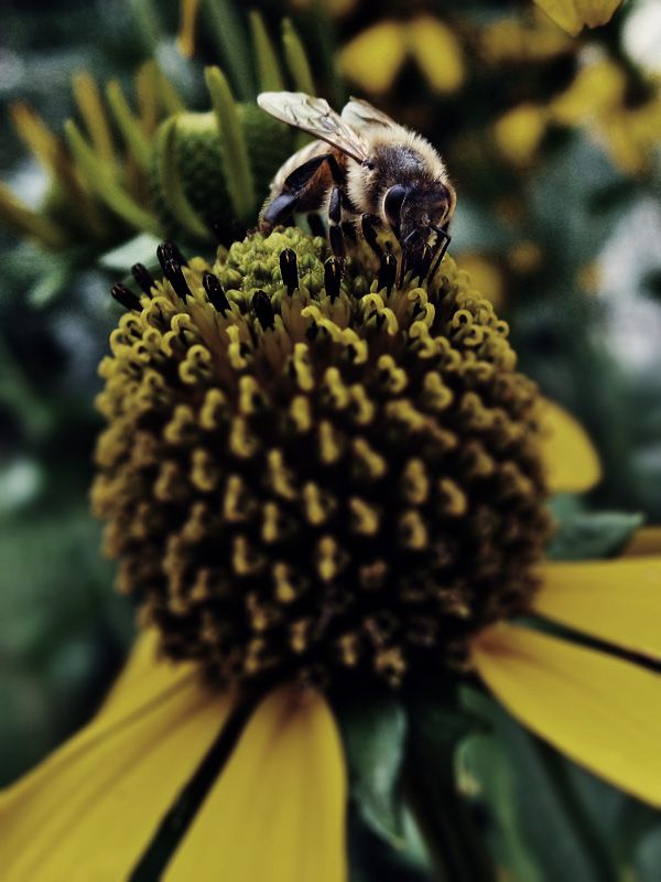 Bee on a Flower