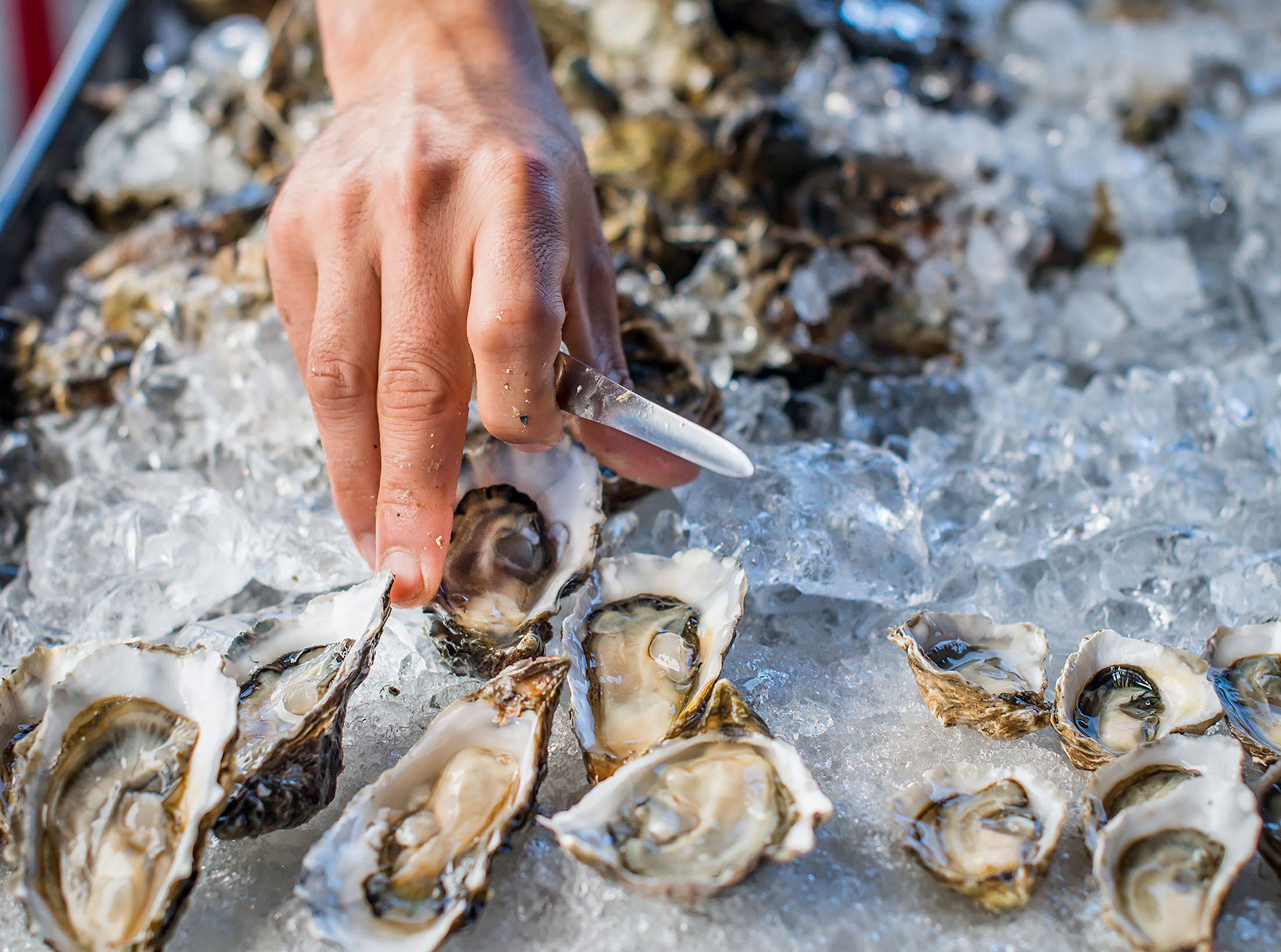 Hog Island Oyster