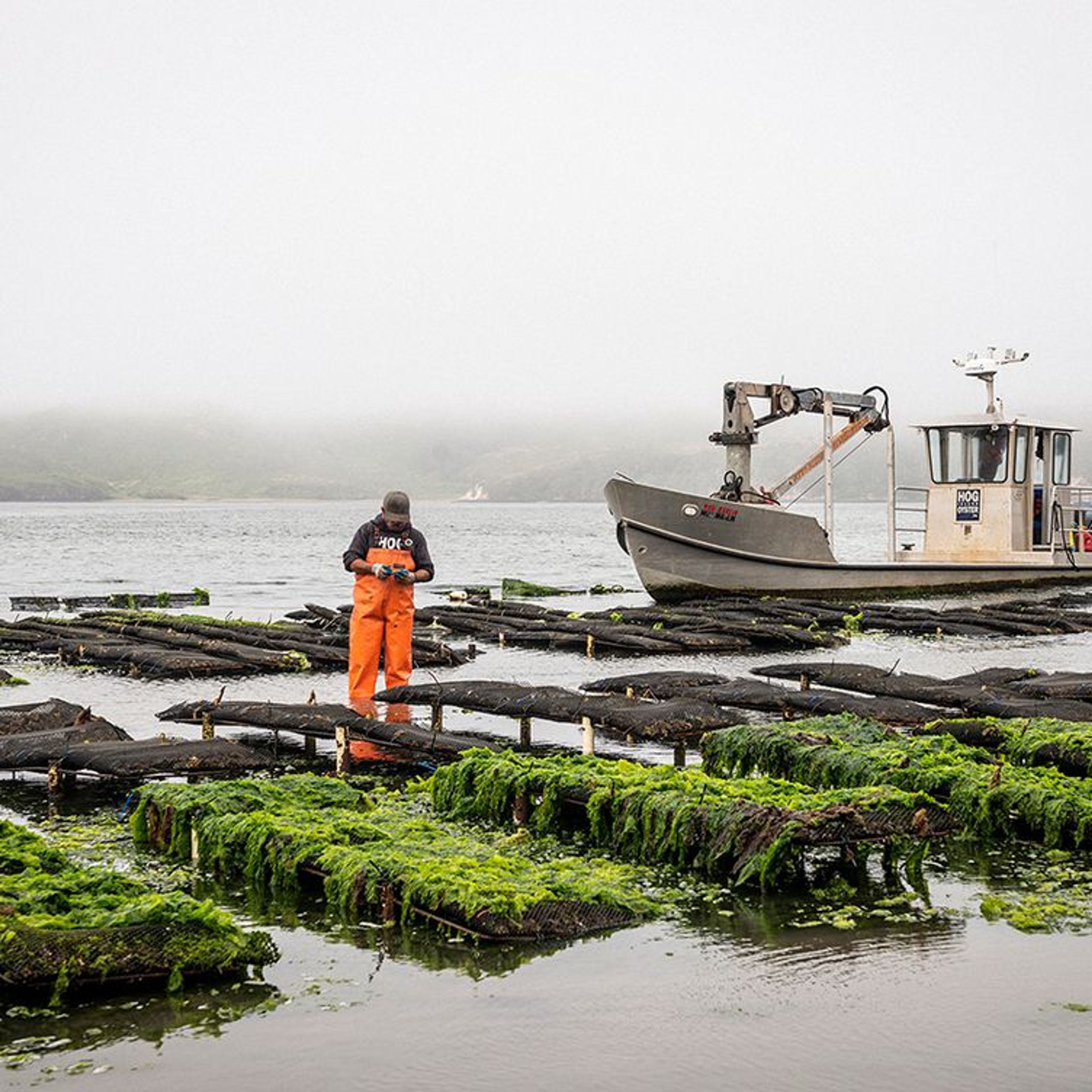 Hog Island Oyster
