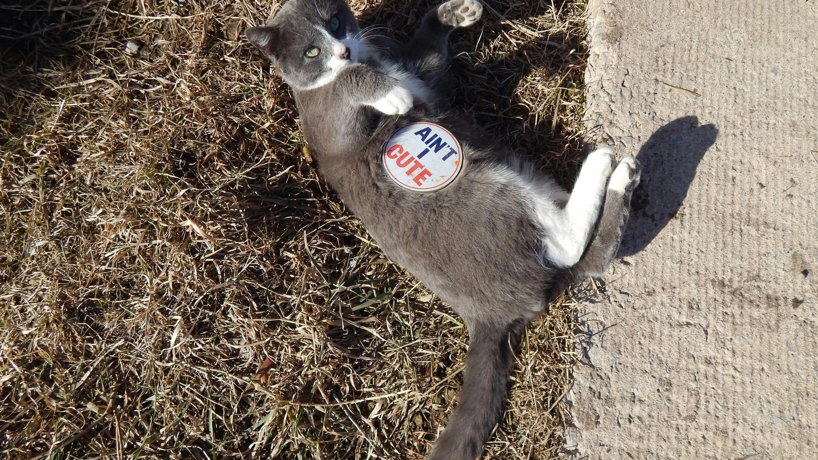 Is My Cat Genderfluid? 5 Worrying Signs (and How to Survive a Cat Who Changes Identity Faster Than You Change Their Litter)