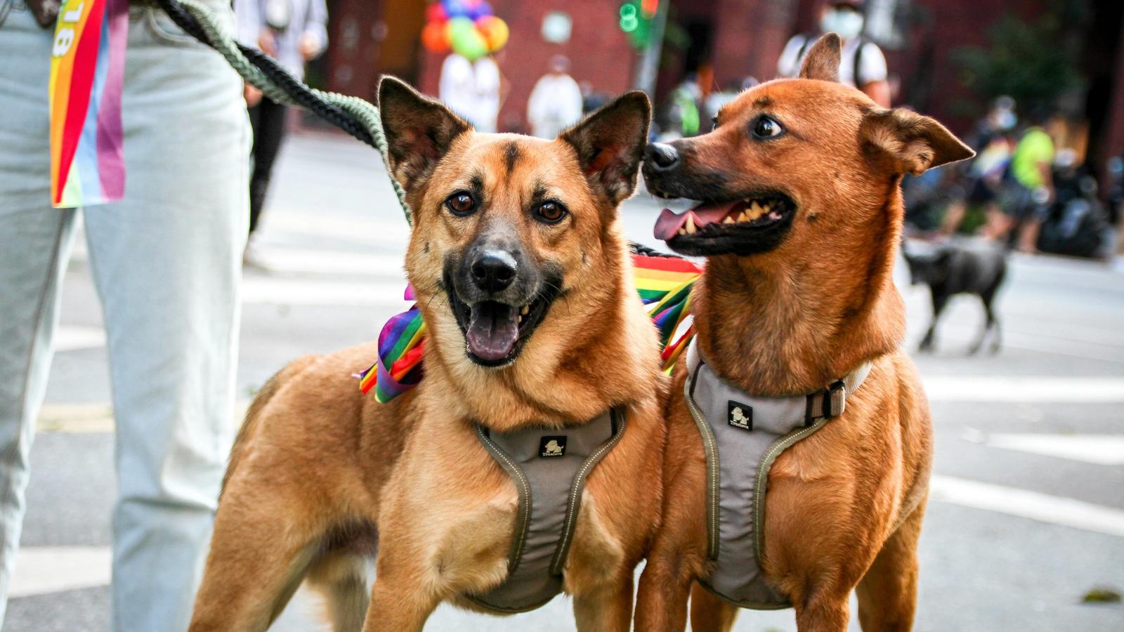 Ma chienne est lesbienne ? 5 signes qui ne trompent pas (et pourquoi vous n’avez aucune chance face à sa concurrence)