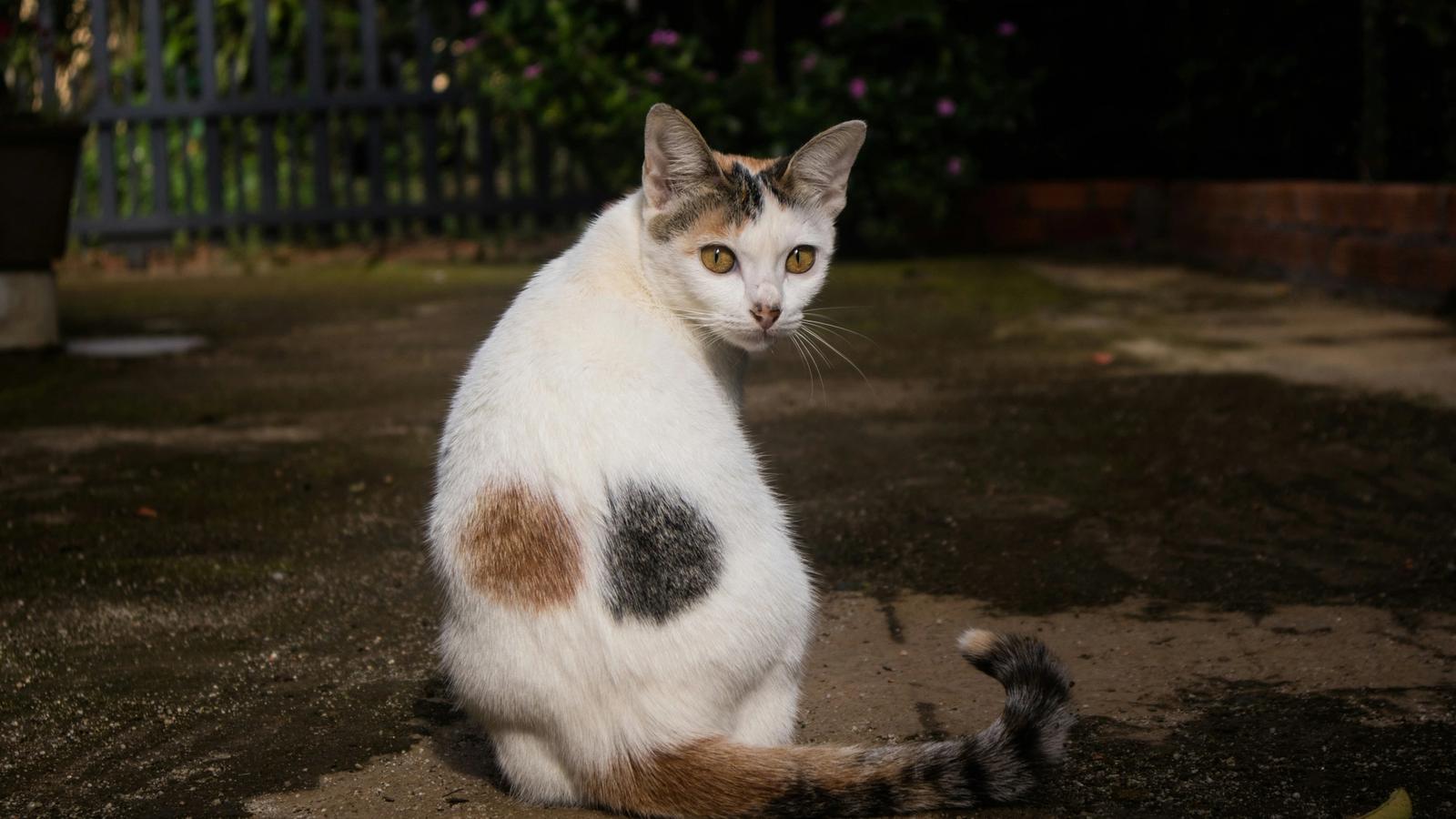 Is My Cat Non-Binary? 5 Worrying Signs (and How to Survive a Cat Who Now Refuses Every Box Except Amazon's)